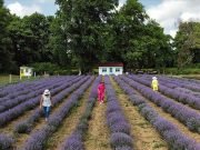 Lavender Garden