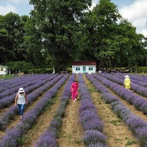 Lavender Fields Turkey