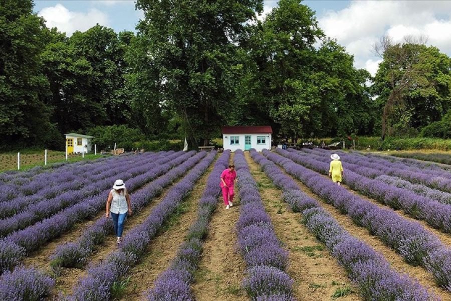Daily Izmir & Selcuk Lavender Fields Tour